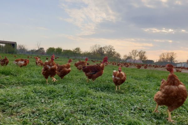 élevage de volailles